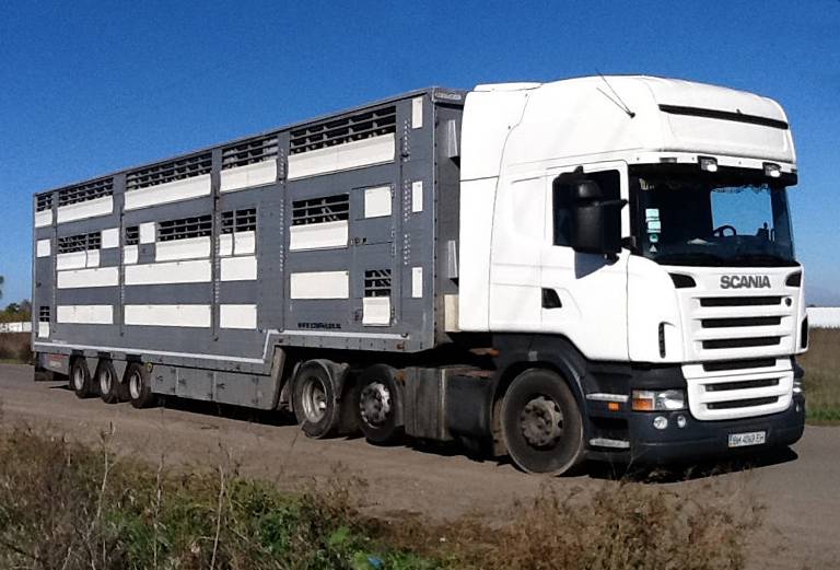 Заказать скотовоз для крупного рогатого скота из Азова в Сальск